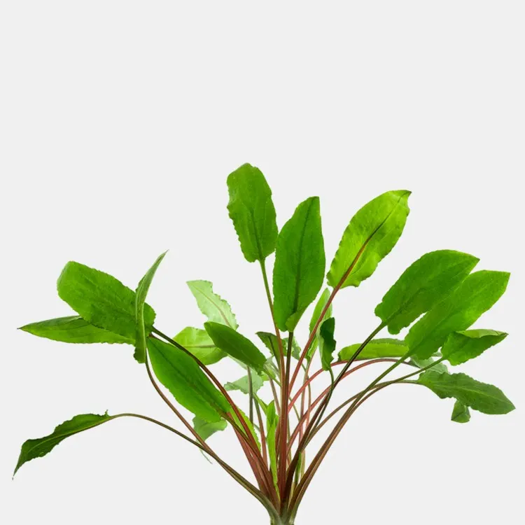 Planta acvariu Stoffels Cryptocoryne wendtii 'Green'