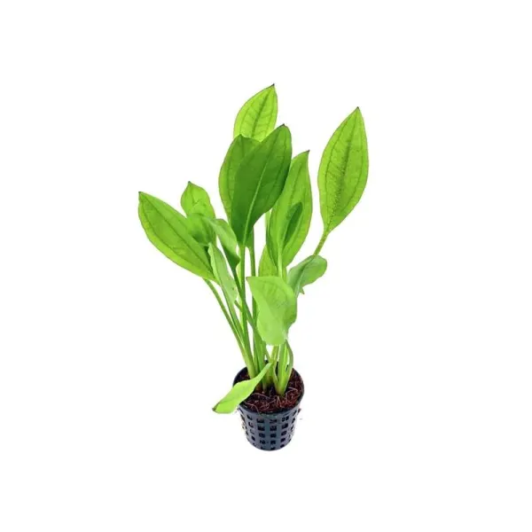 Planta acvariu Stoffels Echinodorus Bleheri