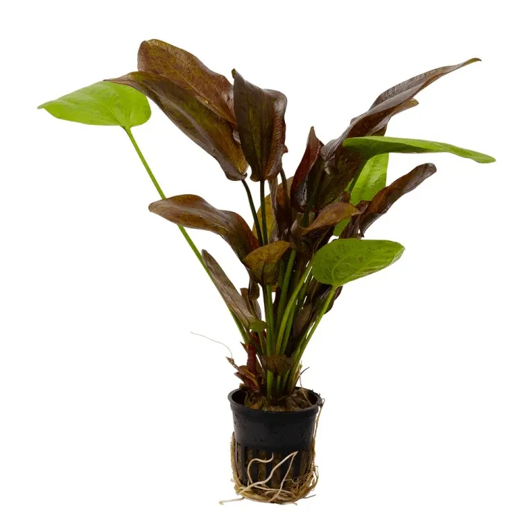 Planta acvariu Stoffels Echinodorus Spotted Harbich