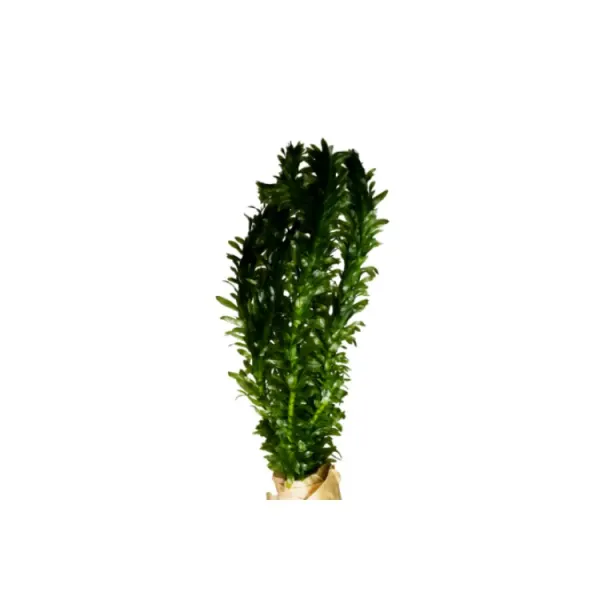 Planta acvariu Stoffels Egeria Densa