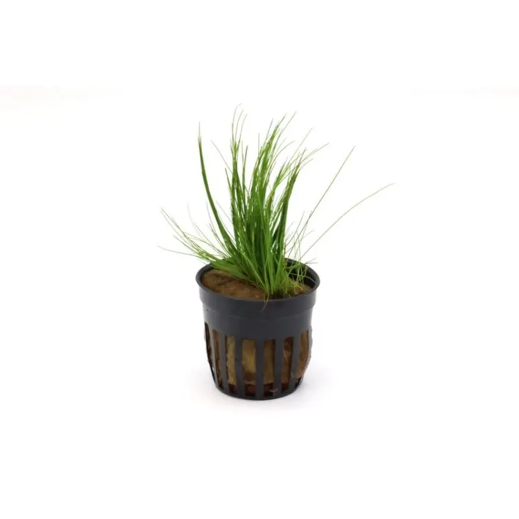 Planta acvariu Stoffels Eleocharis Acicularis