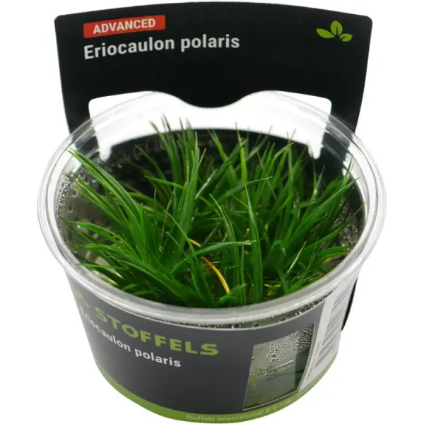 Planta acvariu Stoffels Eriocaulon 'Polaris' In-Vitro