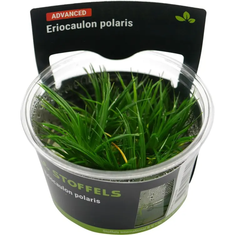 Planta acvariu Stoffels Eriocaulon 'Polaris' In-Vitro