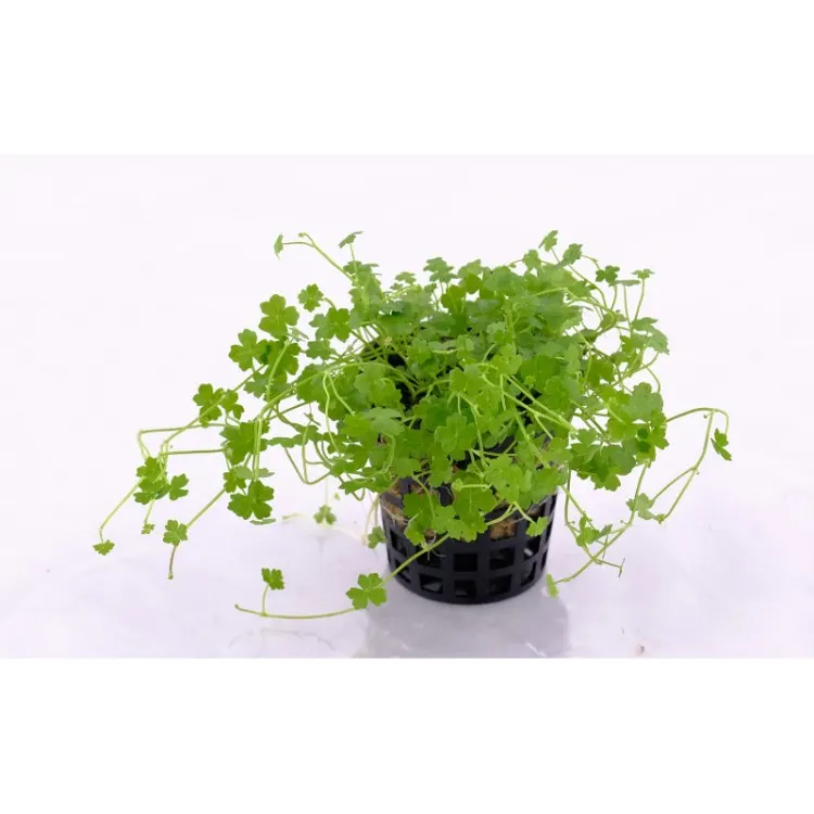 Planta acvariu Stoffels Hydrocotyle tripartita