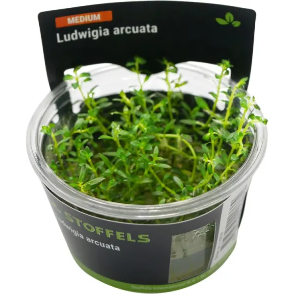 Planta acvariu Stoffels Ludwigia Arcuata In-Vitro