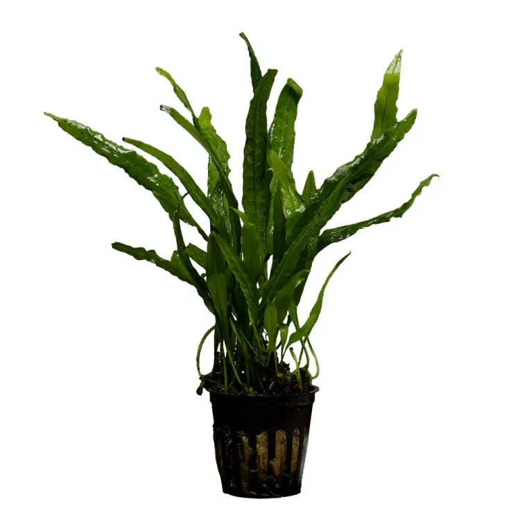 Planta acvariu Stoffels Microsorum 'Narrow Leaf'