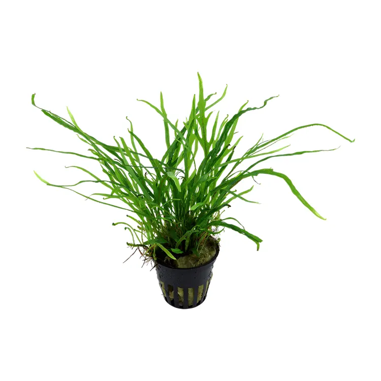 Planta acvariu Stoffels Microsorum pteropus 'Trident'