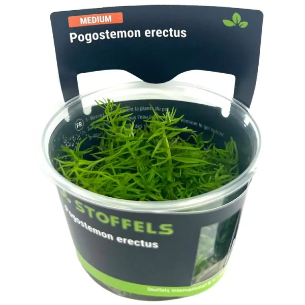 Planta acvariu Stoffels Pogostemon Erectus (Deccanensis) In-Vitro