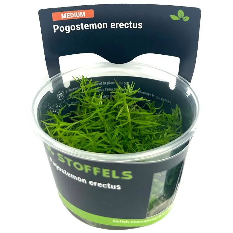 Planta acvariu Stoffels Pogostemon Erectus (Deccanensis) In-Vitro