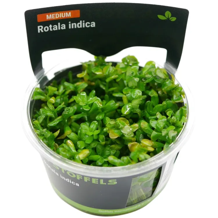 Planta acvariu Stoffels Rotala Bonsai (Indica) In-Vitro