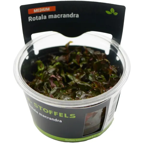 Planta acvariu Stoffels Rotala Macrandra Red In-Vitro