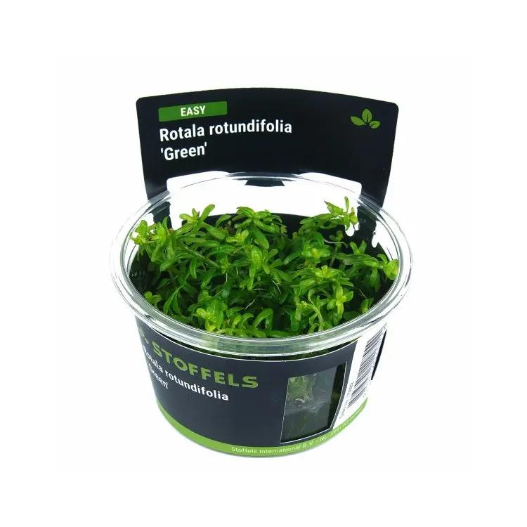 Planta acvariu Stoffels Rotala rotundifolia 'Green' In-Vitro