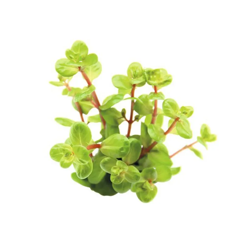 Planta acvariu Stoffels Rotala Rotundifolia 'Orange Juice'