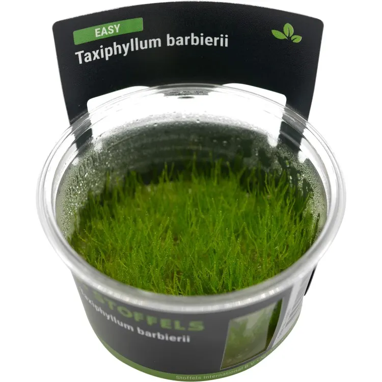 Planta acvariu Taxiphyllum Barbieri 'Java Moss' In-Vitro Stoffels
