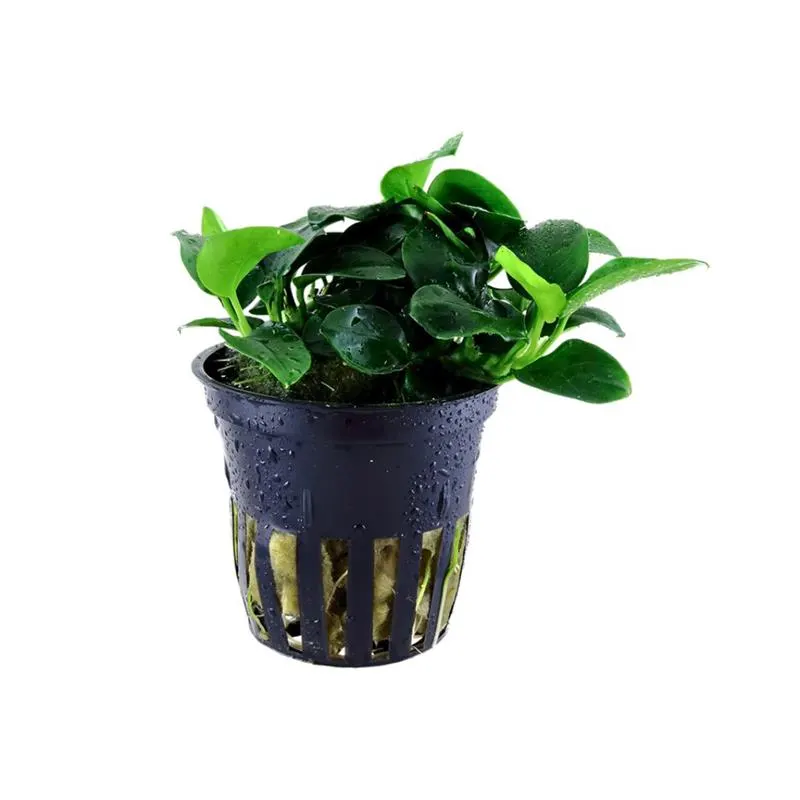 Planta acvariu Tropica Anubias barteri Petite