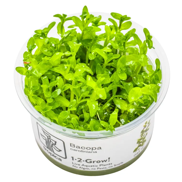 Planta acvariu Tropica Bacopa Caroliniana In-Vitro