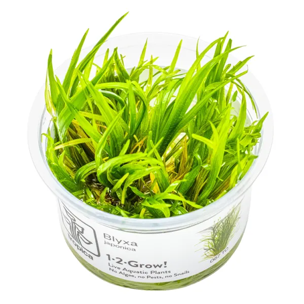 Planta acvariu Tropica Blyxa japonica In-Vitro