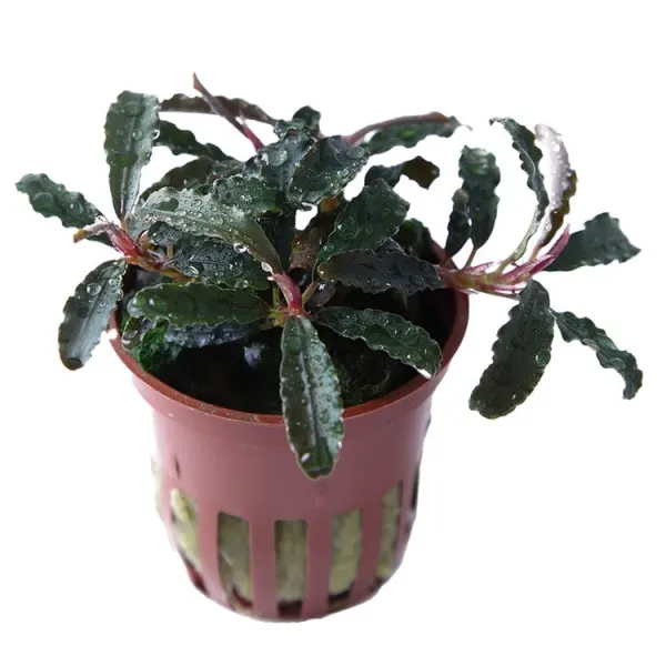 Planta acvariu Tropica Bucephalandra 'Kedagang'