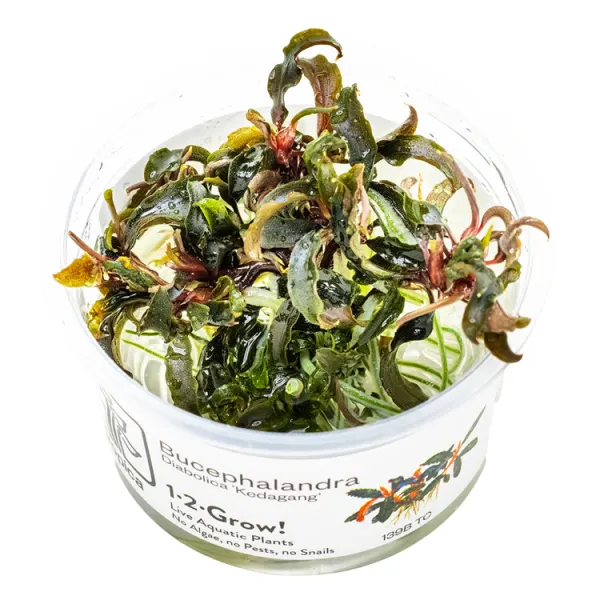Planta acvariu Tropica Bucephalandra 'Kedagang' In-Vitro