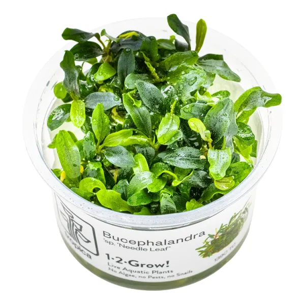 Planta acvariu Tropica Bucephalandra sp. 'Needle Leaf' In-Vitro