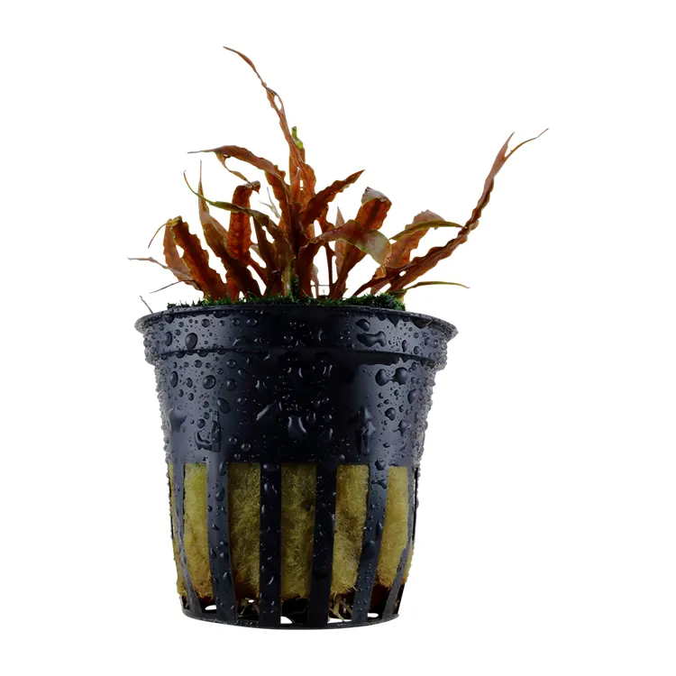 Planta acvariu Tropica Cryptocoryne albida 'Brown'