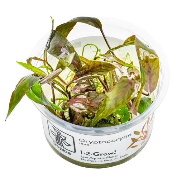 Planta acvariu Tropica Cryptocoryne nurii 'Rose Maiden' In-Vitro