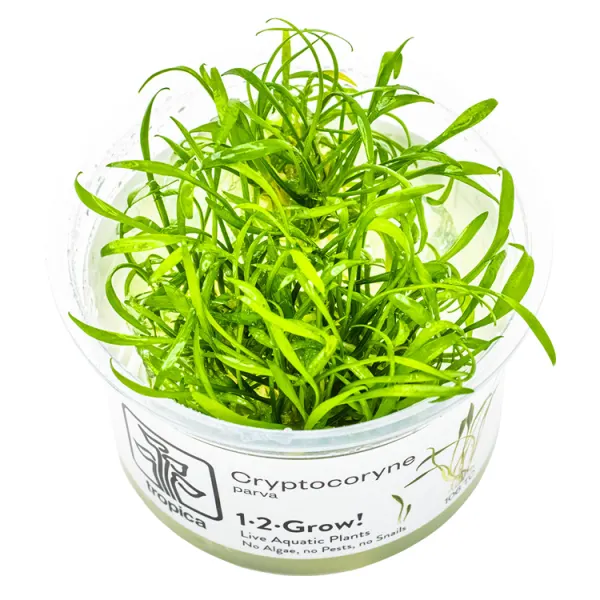 Planta acvariu Tropica Cryptocoryne parva In-Vitro