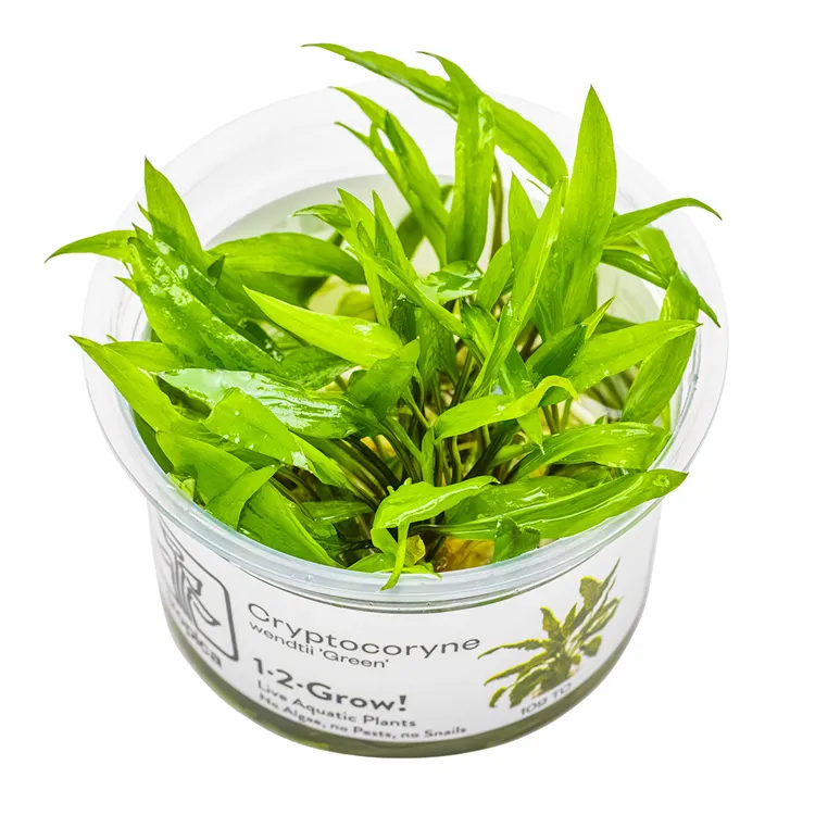 Planta acvariu Tropica Cryptocoryne Wendtii 'Green' In-Vitro