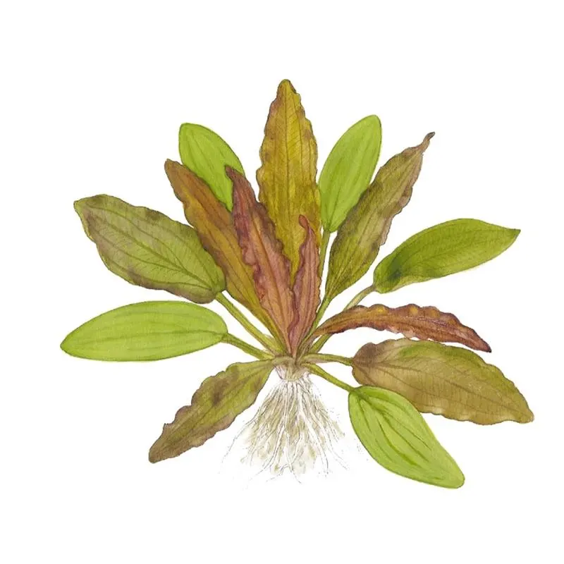 Planta acvariu Tropica Echinodorus Red Diamond