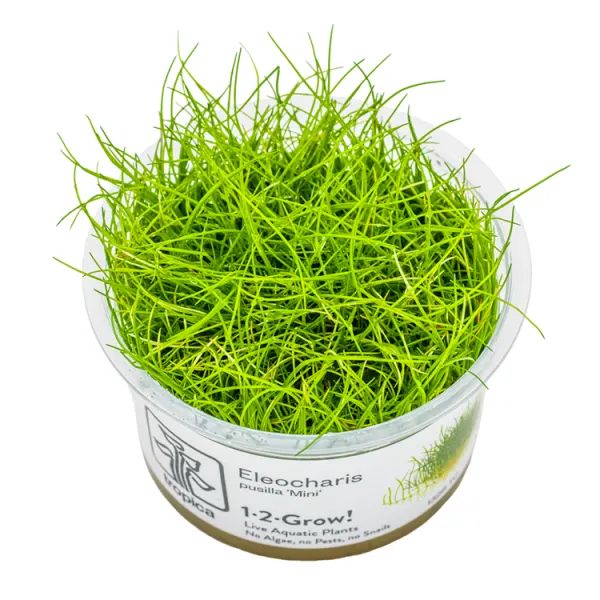 Planta acvariu Tropica Eleocharis Acicularis Mini 'Pusilla' In-Vitro