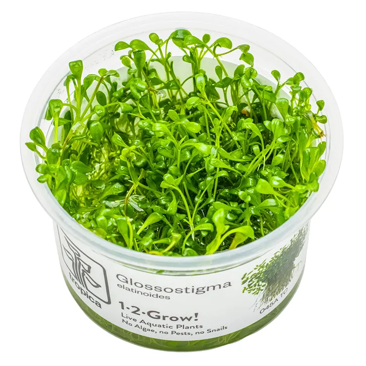Planta acvariu Tropica Glossostigma Elatinoides In-Vitro