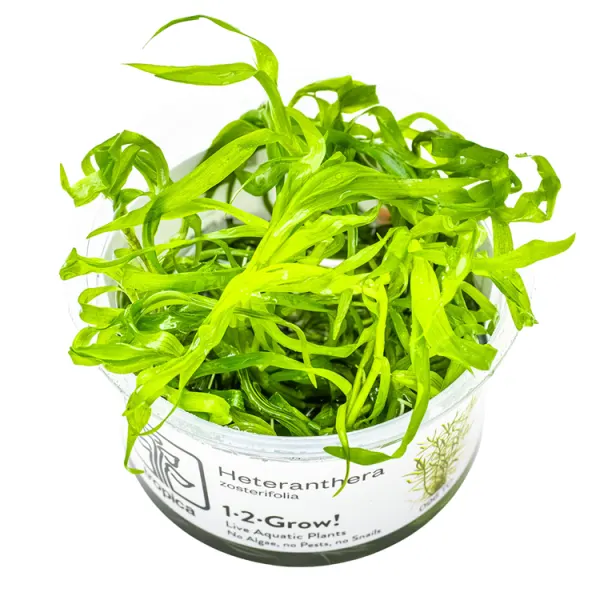 Planta acvariu Tropica Heteranthera Zosterifolia In-Vitro