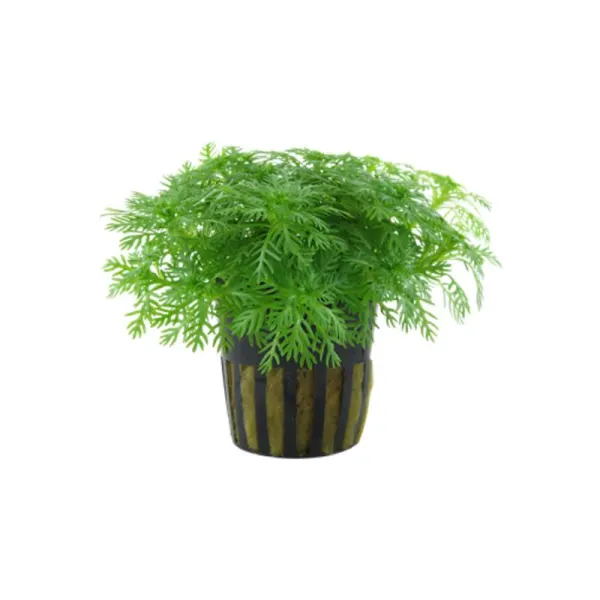 Planta acvariu Tropica Hottonia Palustris