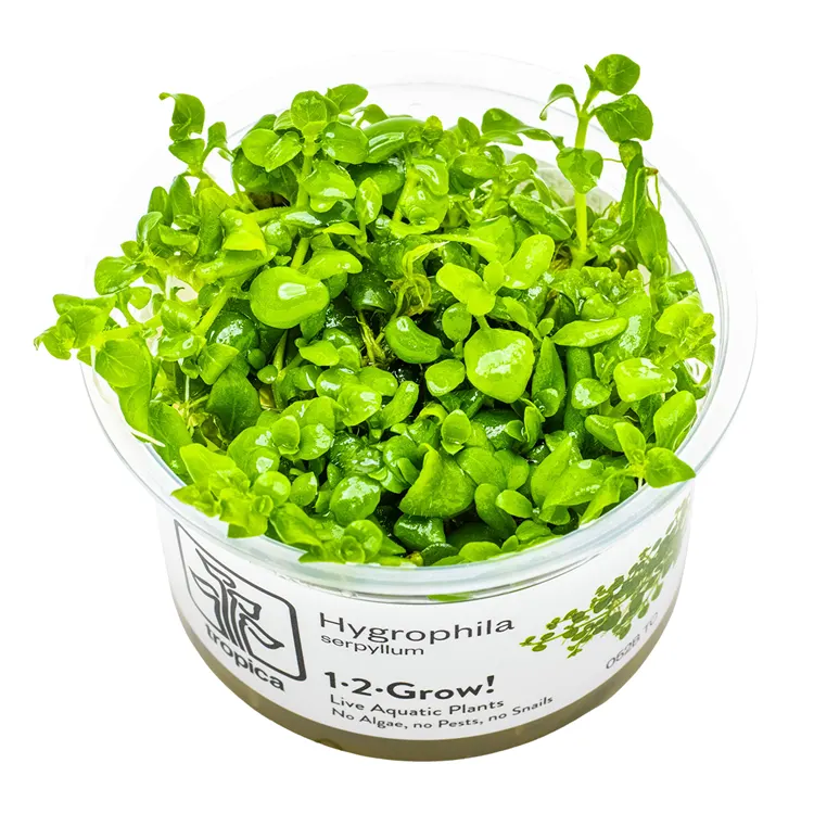 Planta acvariu Tropica Hygrophila serpyllum In-Vitro