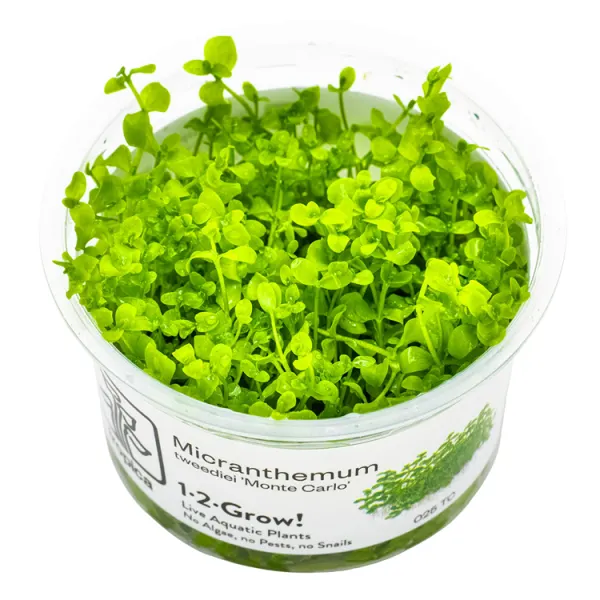 Planta acvariu Tropica Micranthemum sp. Monte Carlo In-Vitro