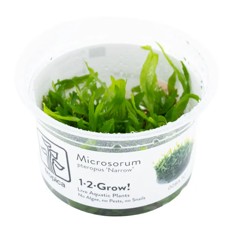 Planta acvariu Tropica Microsorum pteropus 'Narrow' In-Vitro