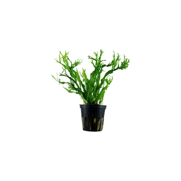 Planta acvariu Tropica Microsorum Pteropus 'Windelov'