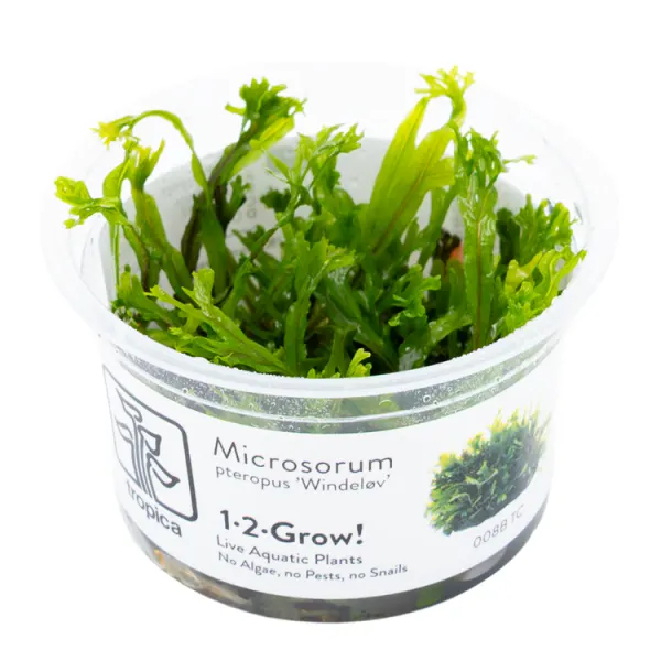 Planta acvariu Tropica Microsorum pteropus 'Windelov' In-Vitro
