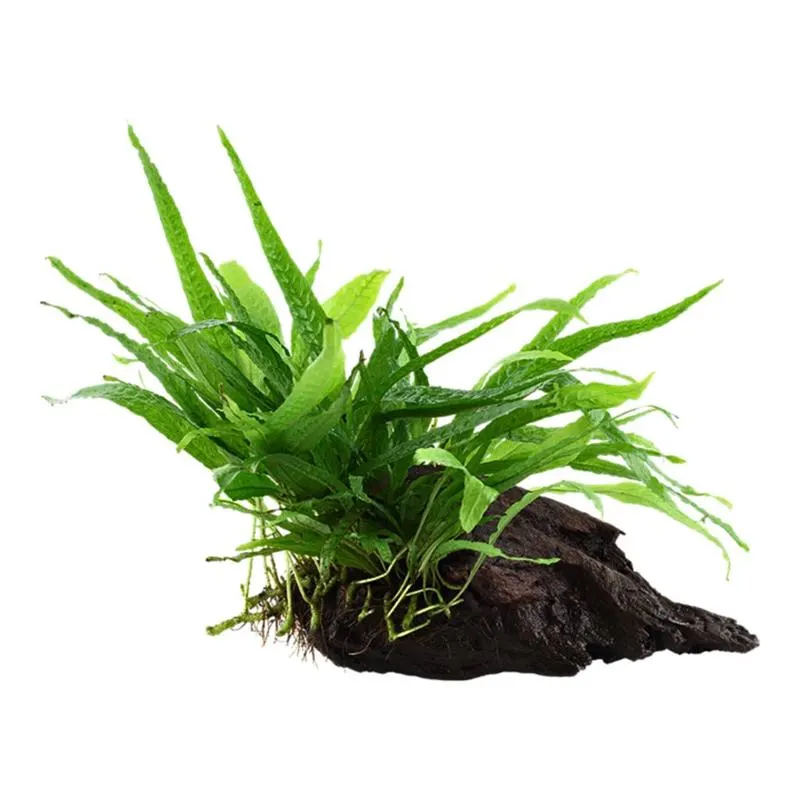 Planta acvariu Tropica Microsorum Pteropus Narrow pe lemn