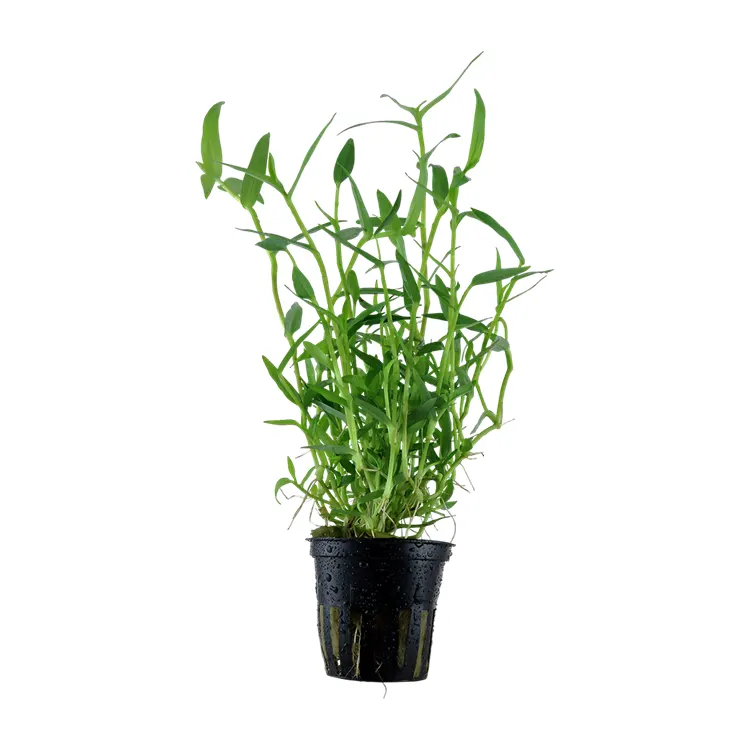 Planta acvariu Tropica Murdannia keisak