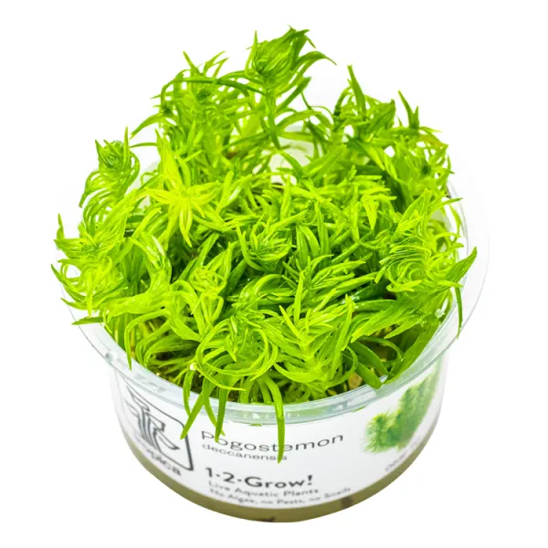 Planta acvariu Tropica Pogostemon Deccanensis (Erectus) In-Vitro