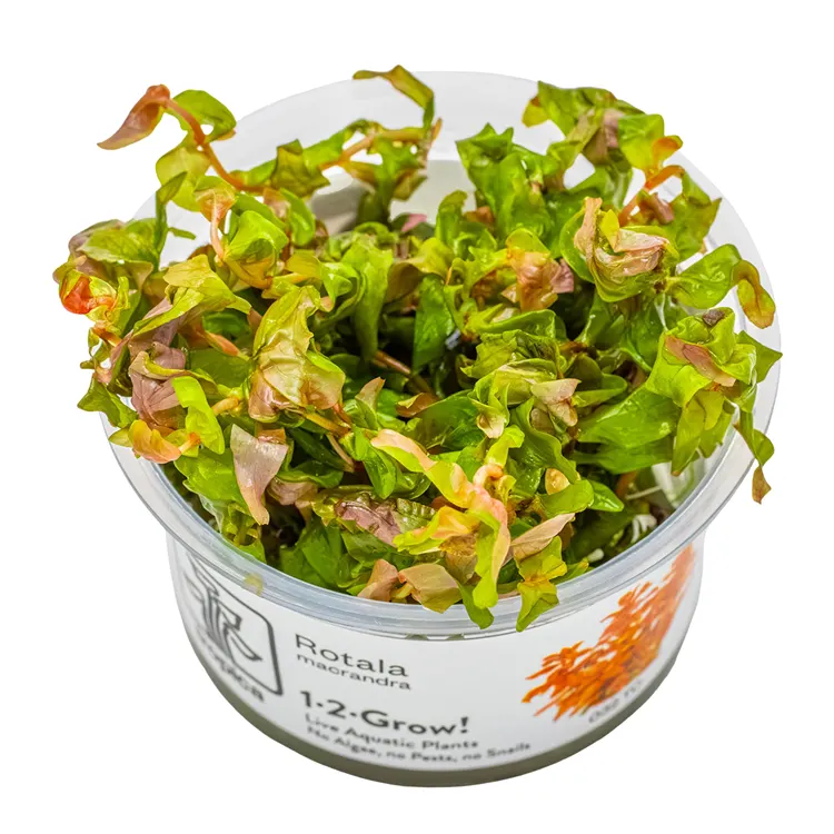 Planta acvariu Tropica Rotala macrandra In-Vitro