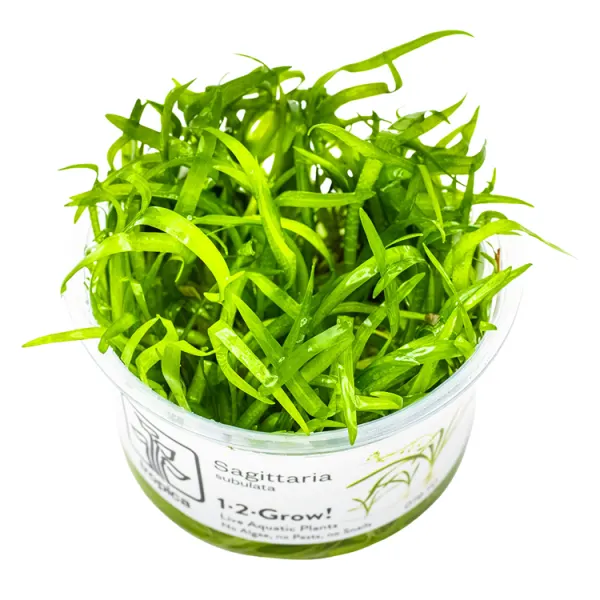 Planta acvariu Tropica Sagittaria subulata In-Vitro