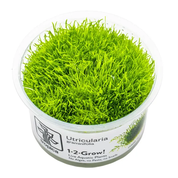 Planta acvariu Tropica Utricularia Graminifolia In-Vitro