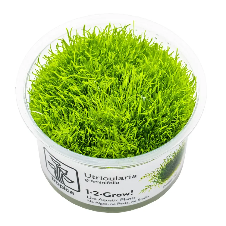 Planta acvariu Tropica Utricularia Graminifolia In-Vitro