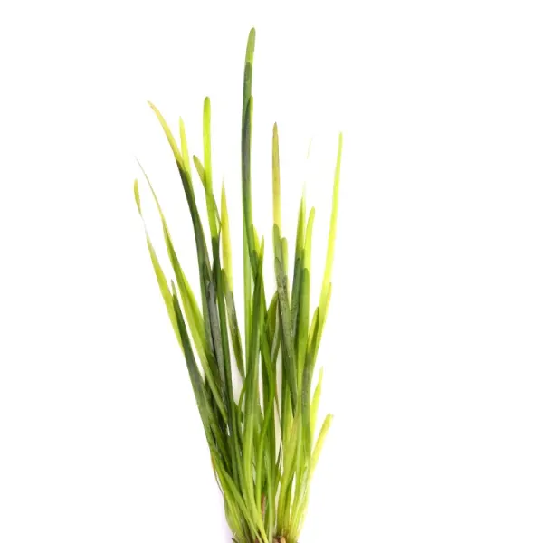 Planta acvariu Vallisneria Spiralis Dennerle