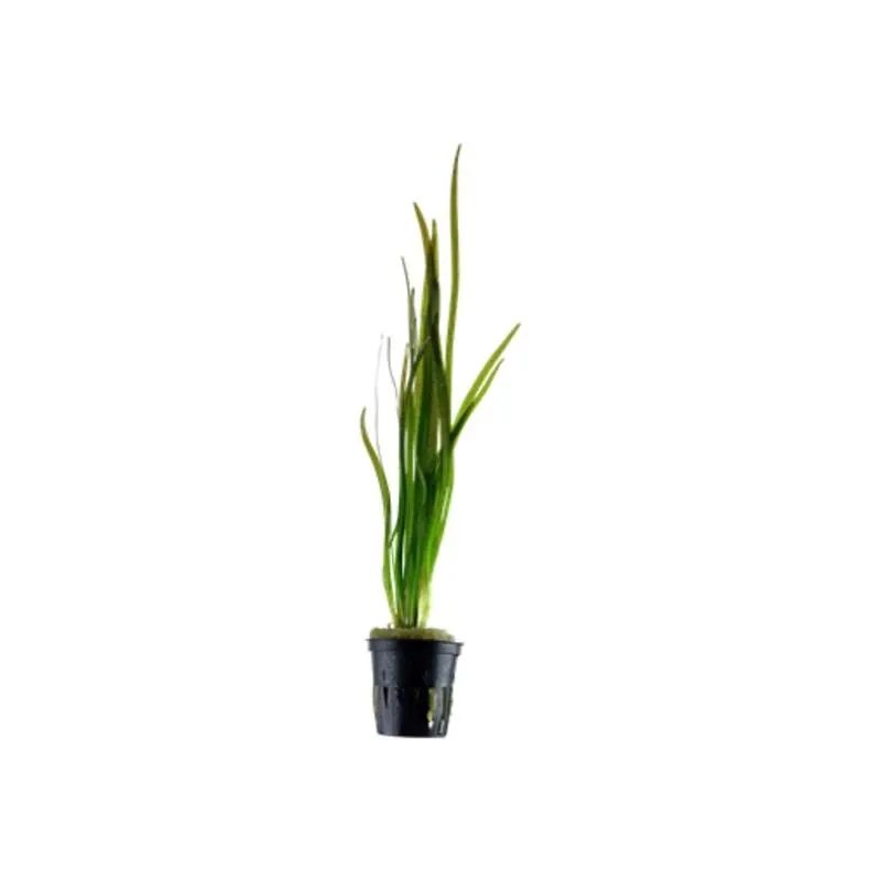 Planta acvariu Vallisneria Spiralis Tiger Tropica