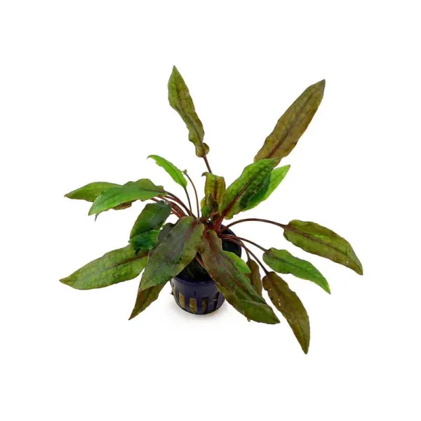 Planta de acvariu Stoffels Cryptocoryne wendtii 'Mi Oya'