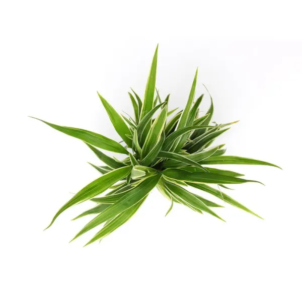 Planta naturala Chlorophytum bichetii Stoffels