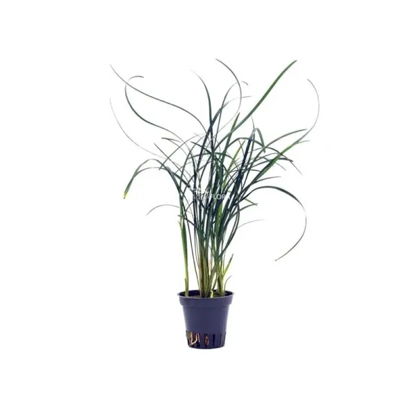Planta naturala Ophiopogon japonicus Stoffels